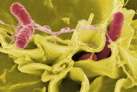 Vue microscopique du bacille Salmonella