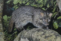 Un chat d’Iriomote sur un tronc d'arbre