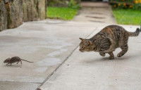 Un chat en train de chasser un rat en extérieur