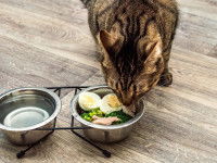 Un chat en train de manger une ration ménagère