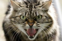 Un chat tigré en train de rugir