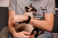 Un Siamois dans les bras de son maitre