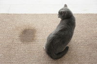 Un chat gris foncé assis a côté d'une tache d'urine sur la moquette