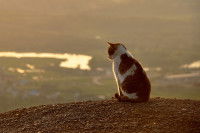 Un chat blanc et roux assis face à l'horizon