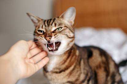 La Jalousie Chez Le Chat