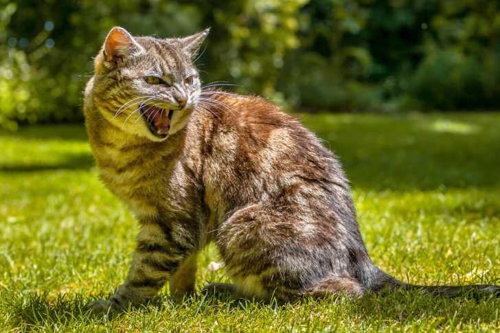 La Jalousie Chez Le Chat