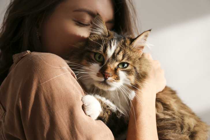 La Jalousie Chez Le Chat