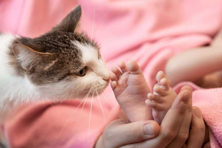 La Jalousie Chez Le Chat