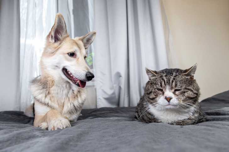 La Jalousie Chez Le Chat