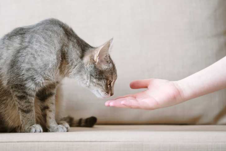 La Jalousie Chez Le Chat