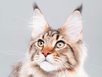 Un chat tigré aux oreilles pointues