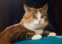 Le langage corporel d'un chat inquiet