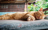 Le langage corporel d'un chat heureux
