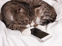 Un chat tigré couché face au téléphone de son maitre