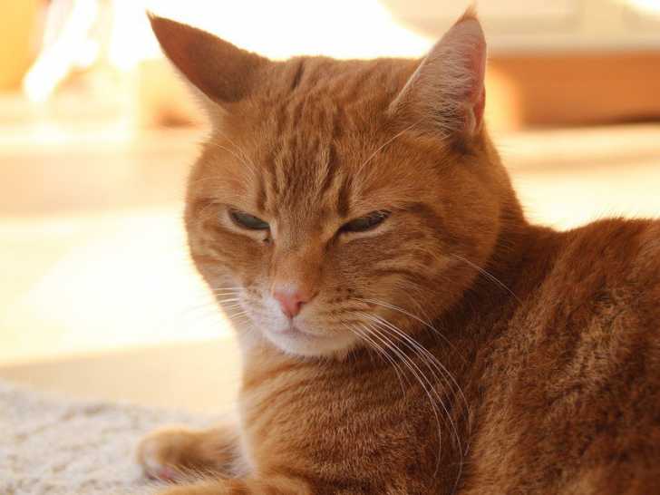 Le Ronronnement Du Chat Le Langage Felin Qui Fait Du Bien A L Etre Humain