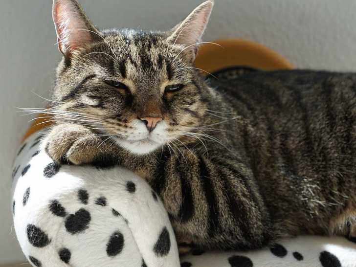 Le Ronronnement Du Chat Le Langage Felin Qui Fait Du Bien A L Etre Humain