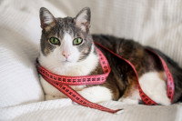 Un chat en surpoids avec un mètre ruban autour du corps