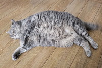 Un chat obèse est allongé sur le parquet