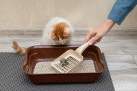 Une femme enlève les crottes de la litière de son chat