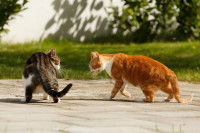 Deux chats en train de s'affronter pour leur territoire