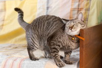 Un chat gris tigré se frotte contre le canapé
