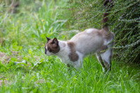 Un chat Siamois marque son territoire en urinant sur une haie