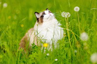 Un beau chat Ragdoll assis dans une jardin