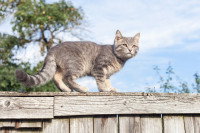 Un jeune chat debout sur une clôture