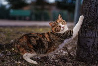 Un chat tricolore fait ses griffes sur un arbre