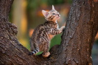 Un chaton Bengal dans un arbre