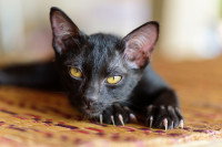 Un jeune chat noir fait ses griffes sur le paillasson