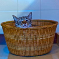 Rendre le territoire du chat rassurant