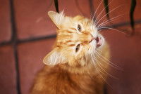 Un chat roux miaule en regardant l'objectif