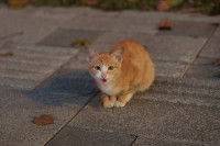 Un petit chat roux miaule dehors en pleine nuit