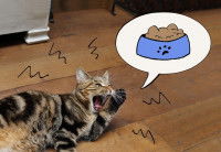 Schéma d'un chat qui miaule pour avoir à manger