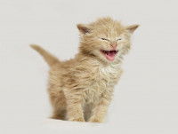 Un chaton au teint clair en train de miauler