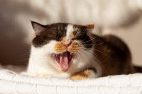 Un chat tricolore en train de se plaindre