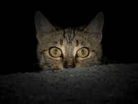 Un chat aux yeux jaunes photographié de nuit 