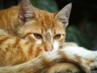 Un beau chat roux recroquevillé sur lui-même