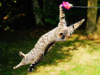 Un chat tigré essayant d'attraper son jouet