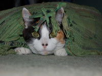 Un chat tricolore dissimulé sous une couverture