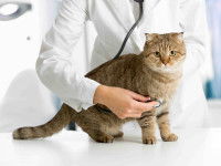 Les raisons qui peuvent pousser un chat à manger n’importe quoi