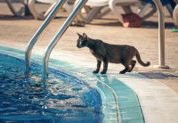 Un chat noir observe l'eau d'une piscine d'un oeil inquiet