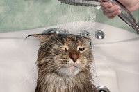 Un chat pas très content d'être sous la douche