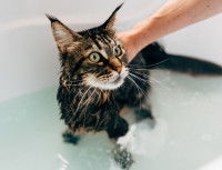 Un chat mouillé debout dans une baignoire remplie d'eau