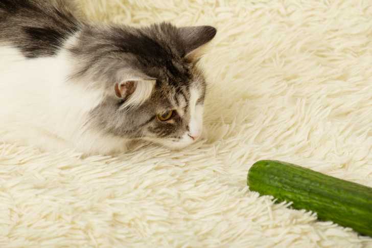 Pourquoi Les Chats Ont Peur Des Concombres