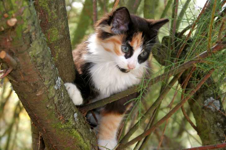 Pourquoi Les Chats Restent Coinces Dans Les Arbres