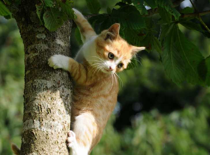 Pourquoi Les Chats Restent Coinces Dans Les Arbres