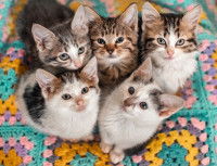 Cinq adorables chatons assis gentiment dans un panier