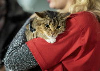 Une femme blonde tient dans ses bras un chat issu d'un refuge